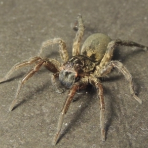 Lycosidae (family) at Conder, ACT - 15 May 2016 09:34 AM