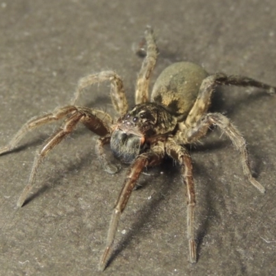 Lycosidae (family) (Unidentified wolf spider) at Pollinator-friendly garden Conder - 14 May 2016 by michaelb