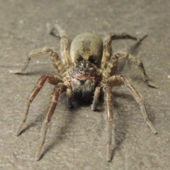 Lycosidae (family) at Conder, ACT - 15 May 2016 09:34 AM