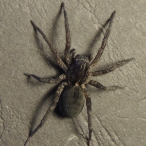 Lycosidae (family) at Conder, ACT - 15 May 2016 09:34 AM