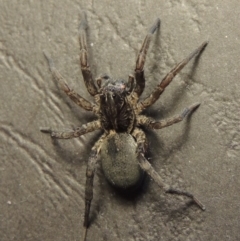 Lycosidae (family) at Conder, ACT - 15 May 2016 09:34 AM