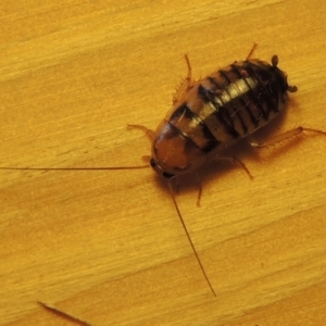 Robshelfordia sp. (genus) at Conder, ACT - 18 May 2016 12:51 PM