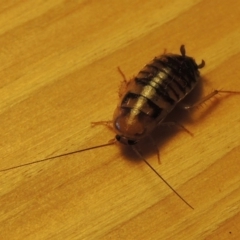 Robshelfordia sp. (genus) at Conder, ACT - 18 May 2016 12:51 PM