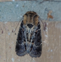 Proteuxoa sanguinipuncta (Blood-spotted Noctuid) at Conder, ACT - 19 Mar 2015 by MichaelBedingfield