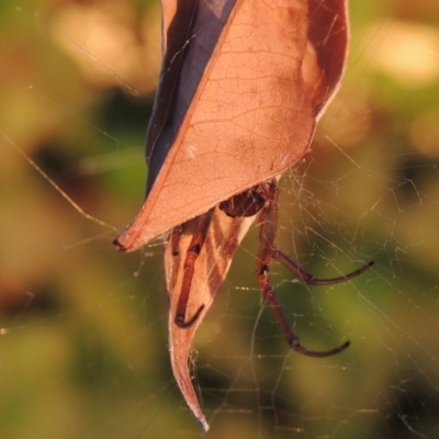 Phonognatha graeffei (Leaf Curling Spider) at Pollinator-friendly garden Conder - 19 Mar 2015 by michaelb