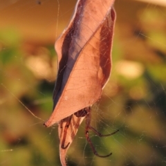 Phonognatha graeffei at Conder, ACT - 19 Mar 2015 07:27 PM