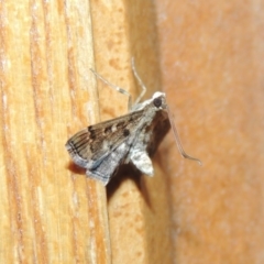 Nacoleia rhoeoalis (A Crambid moth (Spilomelinae) at Conder, ACT - 19 Mar 2015 by MichaelBedingfield