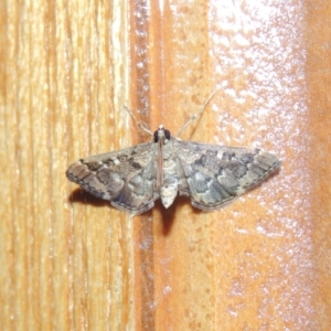 Nacoleia rhoeoalis at Conder, ACT - 19 Mar 2015 09:55 PM