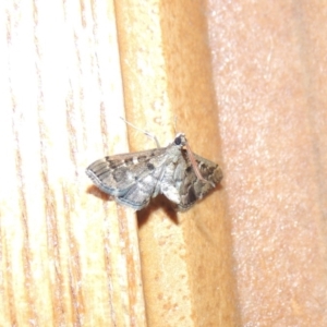 Nacoleia rhoeoalis at Conder, ACT - 19 Mar 2015 09:55 PM