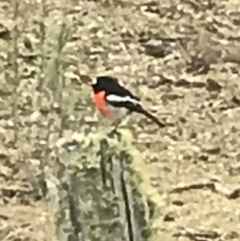 Petroica boodang (Scarlet Robin) at Bungendore, NSW - 6 Aug 2017 by yellowboxwoodland