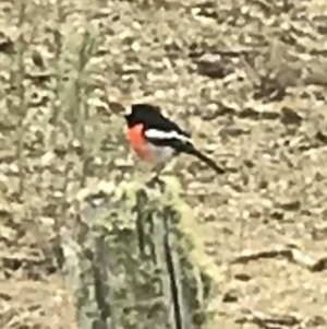 Petroica boodang at Bungendore, NSW - 6 Aug 2017 10:12 AM