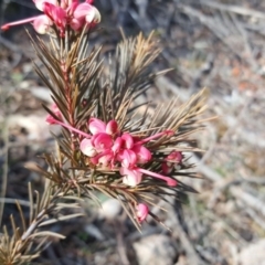 Grevillea rosmarinifolia subsp. rosmarinifolia (Rosemary Grevillea) at O'Malley, ACT - 6 Aug 2017 by Mike