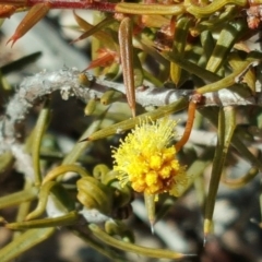 Acacia ulicifolia (Prickly Moses) at O'Malley, ACT - 6 Aug 2017 by Mike