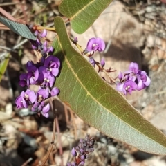 Hardenbergia violacea (False Sarsaparilla) at O'Malley, ACT - 6 Aug 2017 by Mike