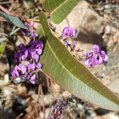 Hardenbergia violacea (False Sarsaparilla) at Scrivener Hill - 6 Aug 2017 by Mike