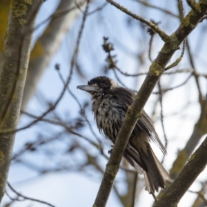 Cracticus torquatus at Murrumbateman, NSW - 6 Aug 2017