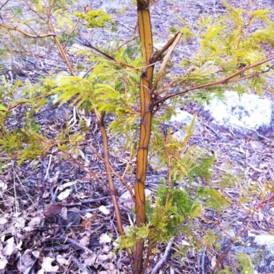 Acacia decurrens (Green Wattle) at Garran, ACT - 2 Aug 2017 by ruthkerruish