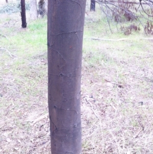 Acacia decurrens at Garran, ACT - 3 Aug 2017