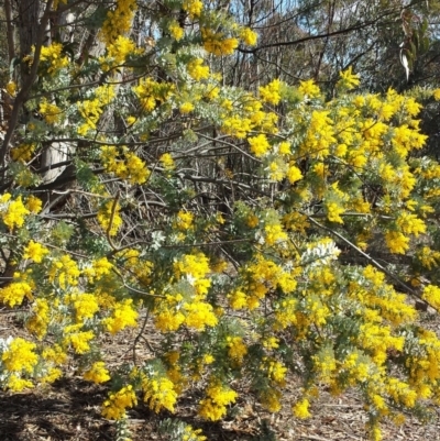 Acacia baileyana (Cootamundra Wattle, Golden Mimosa) at Chifley, ACT - 6 Aug 2017 by ClubFED