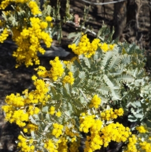 Acacia baileyana at Chifley, ACT - 6 Aug 2017