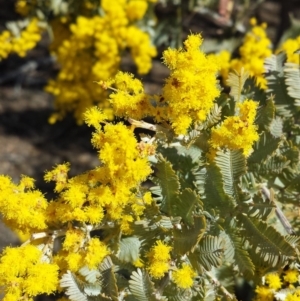 Acacia baileyana at Chifley, ACT - 6 Aug 2017