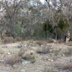 Macropus giganteus (Eastern Grey Kangaroo) at Mount Taylor - 6 Aug 2017 by ClubFED