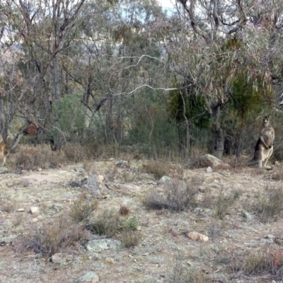 Macropus giganteus (Eastern Grey Kangaroo) at Chifley, ACT - 6 Aug 2017 by ClubFED