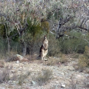 Macropus giganteus at Chifley, ACT - 6 Aug 2017 12:53 PM