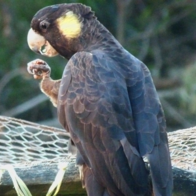 Zanda funerea (Yellow-tailed Black-Cockatoo) at Barragga Bay, NSW - 6 Aug 2017 by narelle