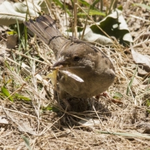 Passer domesticus at Belconnen, ACT - 29 Nov 2015 11:53 AM