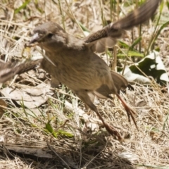 Passer domesticus at Belconnen, ACT - 29 Nov 2015 11:53 AM