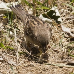 Passer domesticus at Belconnen, ACT - 29 Nov 2015 11:53 AM