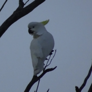 Cacatua galerita at Bungendore, NSW - 6 Aug 2017 05:26 PM