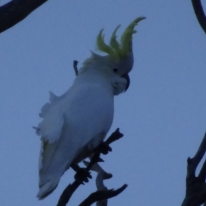 Cacatua galerita at Bungendore, NSW - 6 Aug 2017 05:26 PM