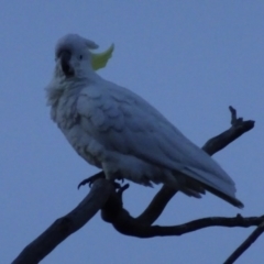 Cacatua galerita at Bungendore, NSW - 6 Aug 2017 05:26 PM