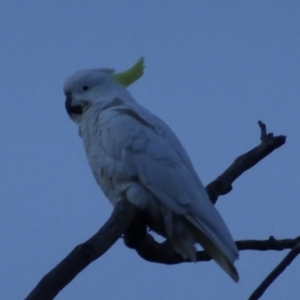 Cacatua galerita at Bungendore, NSW - 6 Aug 2017 05:26 PM