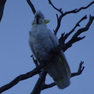 Cacatua galerita at Bungendore, NSW - 6 Aug 2017 05:26 PM