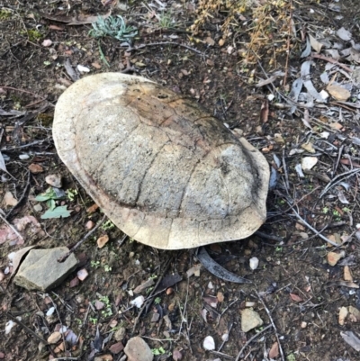 Chelodina longicollis (Eastern Long-necked Turtle) at QPRC LGA - 6 Aug 2017 by yellowboxwoodland