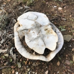 Chelodina longicollis at Bungendore, NSW - 6 Aug 2017