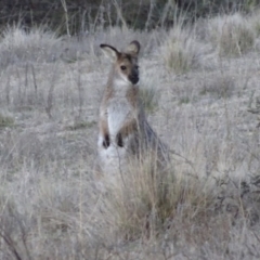 Notamacropus rufogriseus (Red-necked Wallaby) at QPRC LGA - 6 Aug 2017 by yellowboxwoodland