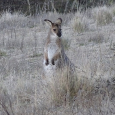 Notamacropus rufogriseus (Red-necked Wallaby) at Bungendore, NSW - 6 Aug 2017 by yellowboxwoodland