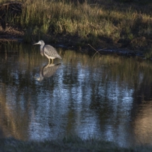 Egretta novaehollandiae at Belconnen, ACT - 29 May 2016