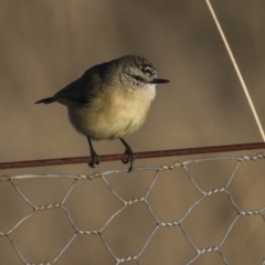 Acanthiza chrysorrhoa (Yellow-rumped Thornbill) at Belconnen, ACT - 29 May 2016 by Alison Milton