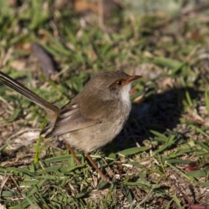 Malurus cyaneus at Belconnen, ACT - 29 May 2016