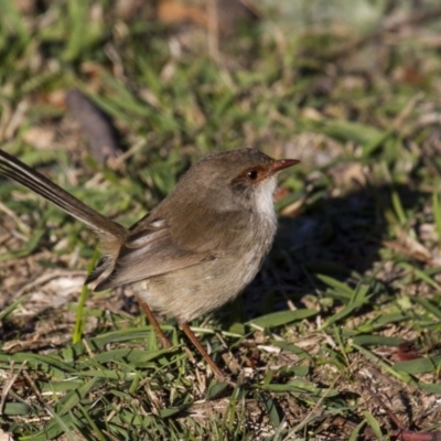 Malurus cyaneus (Superb Fairywren) at Belconnen, ACT - 29 May 2016 by Alison Milton