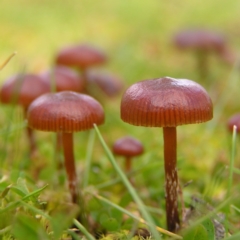 Galerina sp. at Mount Taylor - 6 Aug 2017 by MatthewFrawley