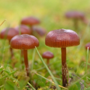 Galerina sp. at Kambah, ACT - 6 Aug 2017