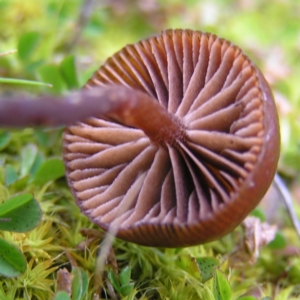 Galerina sp. at Kambah, ACT - 6 Aug 2017