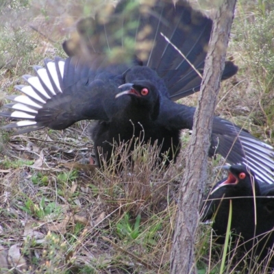 Corcorax melanorhamphos (White-winged Chough) at Kambah, ACT - 6 Aug 2017 by MatthewFrawley