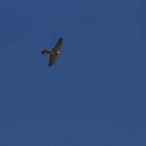 Falco cenchroides at Belconnen, ACT - 29 May 2016 11:54 AM